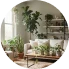 house plant